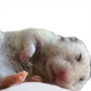 meepSleep meepSleep