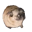 pugdance