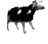 polishcow
