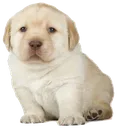 doggo