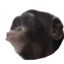 monkepog