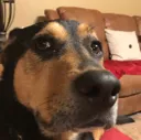 gayassdog