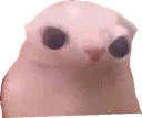 squishedbingus