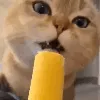 CatBrainFreeze