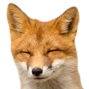 FoxSmile