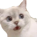 scaredcat