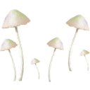 8mushrooms Discord emoji