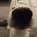 DogSniff
