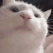 ST_catJAM Discord emoji