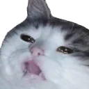 C Wtfeckcatwat Discord Emoji