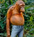 monkey