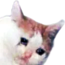 sadcatcry sadcatcry