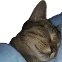 sleepycat