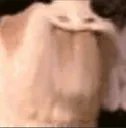 echexcited