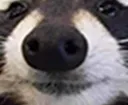 closeracc closeracc