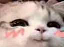 hihi
