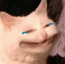 catgiggle