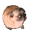 pug