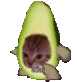 paltacat Discord emoji