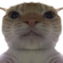 stare