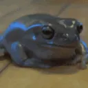 SCpostthisfroginstantly SCpostthisfroginstantly