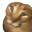 floppaIntense2