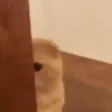 Lurk