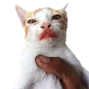 meloncat_cc