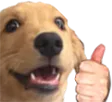 thumbsupdog