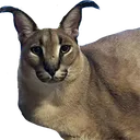 Floppa