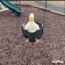 duckswing