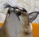 Floppaong