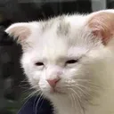 CatDepress