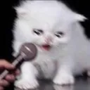 microphonecat microphonecat