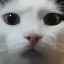 AU_cat Discord Emoji