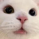 catwhat catwhat