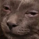 sniff sniff