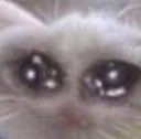 cat_cry
