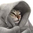 tedescComfy