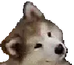 cute_dog