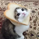 BreadCat