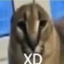 xd