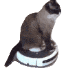 roombacat Discord emoji