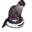 roombacat