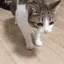 fallgetupp
