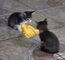 catShake catShake