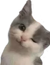 Cat Discord Emoji