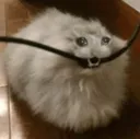 CatOutage