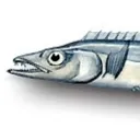 longfish