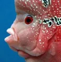 shortfish